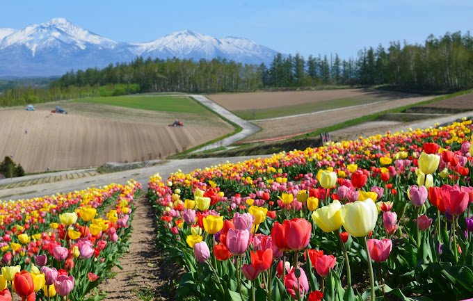 Shikisai No Oka Most As Most Instagrammable Places in Japan