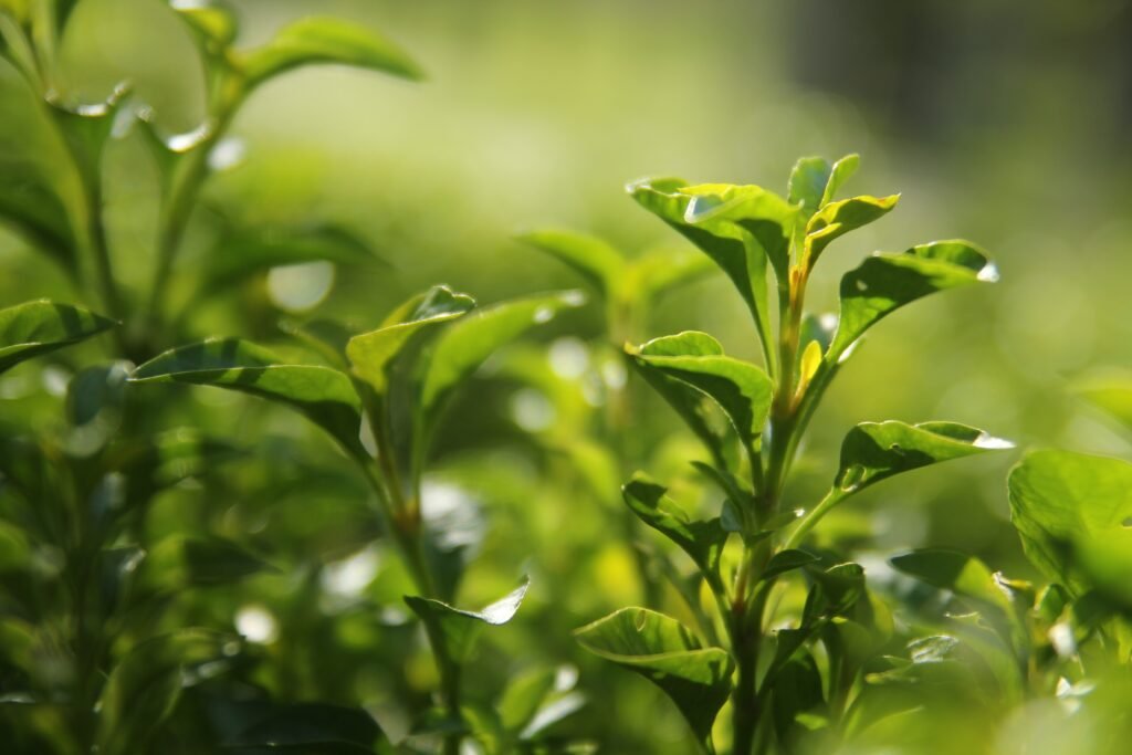 green tea plant