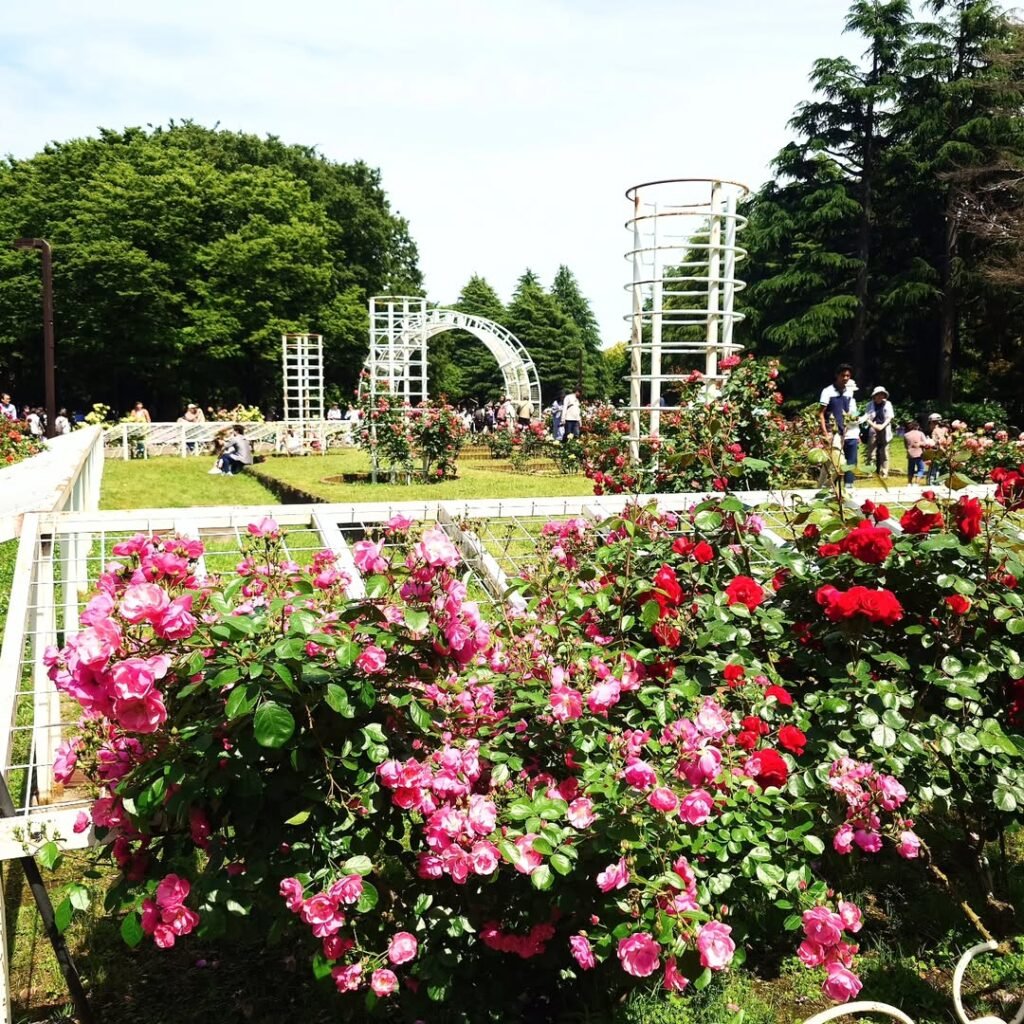 7 Days in Tokyo Itinerary: The Ultimate Day-by-Day Guide for First-Time Visitors (2025) 11 Yoyogi Park Tokyo itinerary