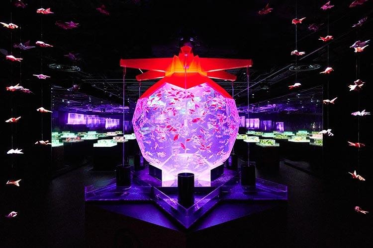 What to Do in Ginza Tokyo: The Ultimate Guide to Tokyo’s Chicest District (2025) 11 Art Aquarium Museum GINZA