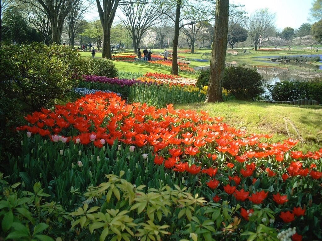 23 Best Hidden Gems in Tokyo You’re Missing in 2025 (Even Locals Keep These Quiet) 19 Showa Kinen Park (Tachikawa City)