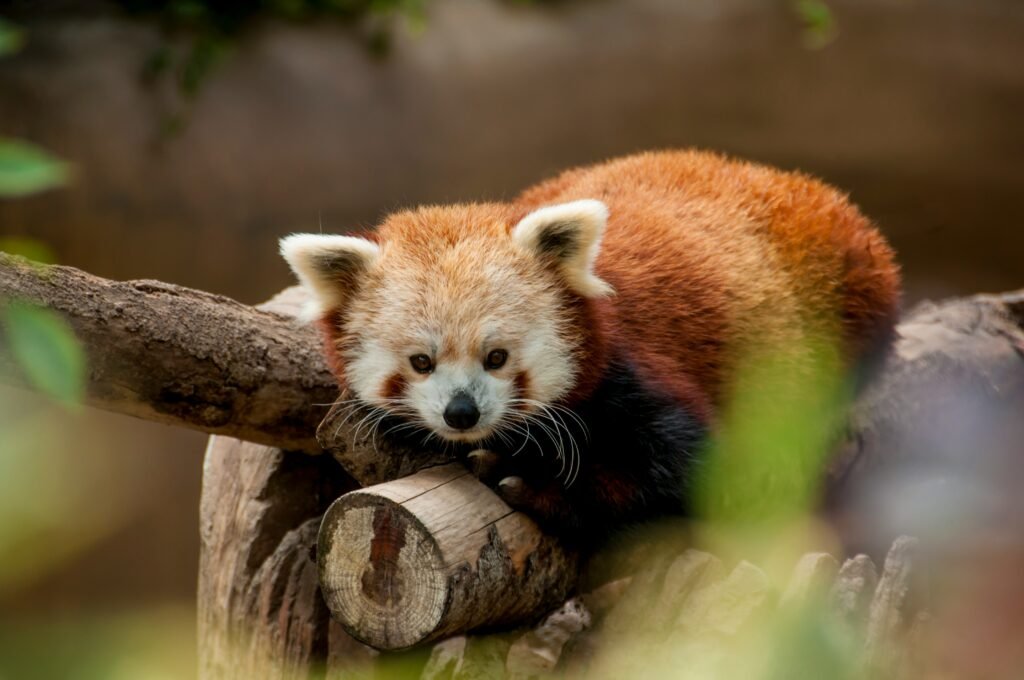 What to Do in Yokohama with kids: 20+ Must-See Spots & Experiences (2025) 11 Nogeyama Zoo