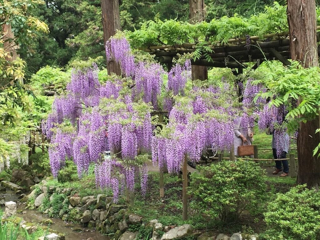 20 Hidden Gems in Nara You Shouldn’t Miss: Secret Spots Loved by Locals (2025) 7 Manyo Botanical Garden