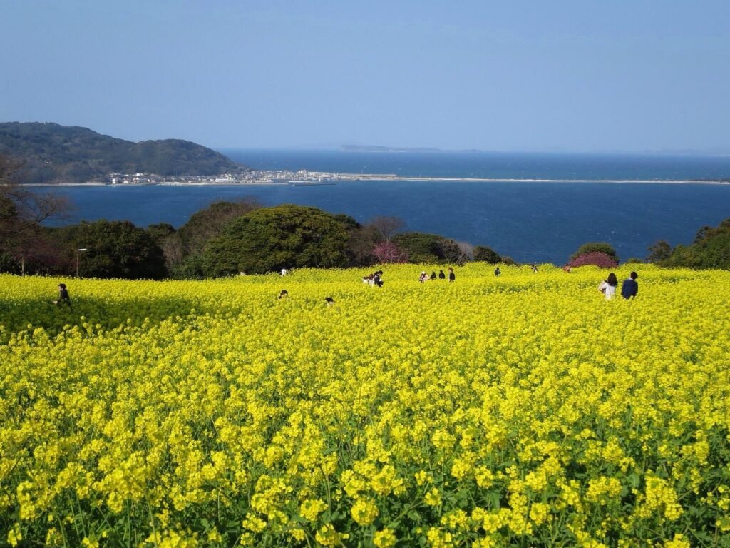 Fukuoka’s Best-Kept Secrets: 10 Hidden Gems in Fukuoka Only Locals Know (2025) 9 Nokonoshima Island Park Fukuoka