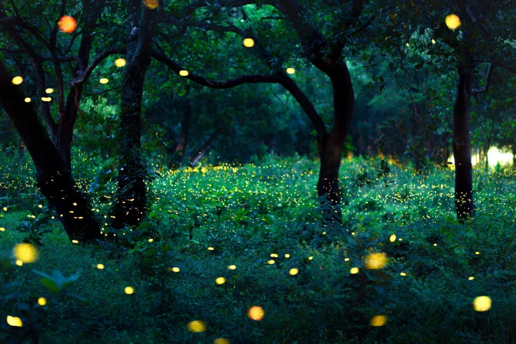  Hotaru no Sato (Firefly Village)