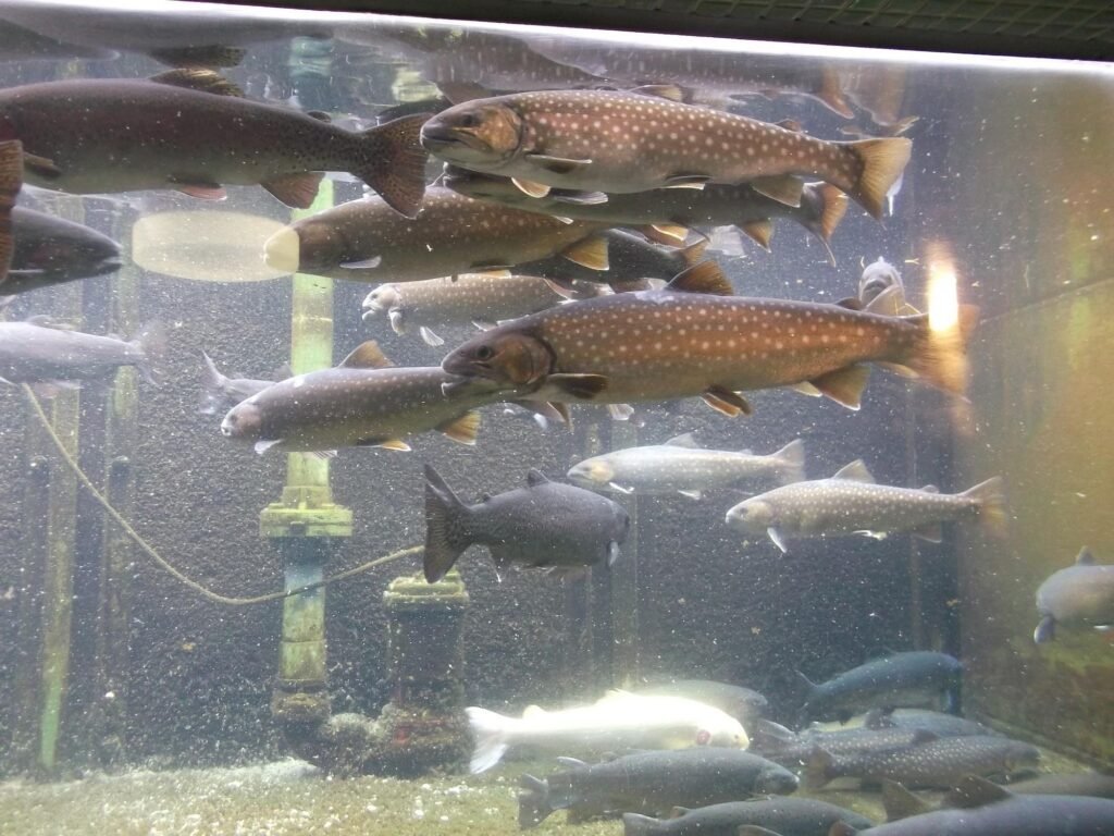 Toyohira Salmon Museum