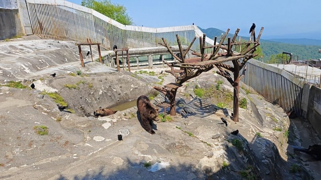 Noboribetsu Bear Park Hokkaido
