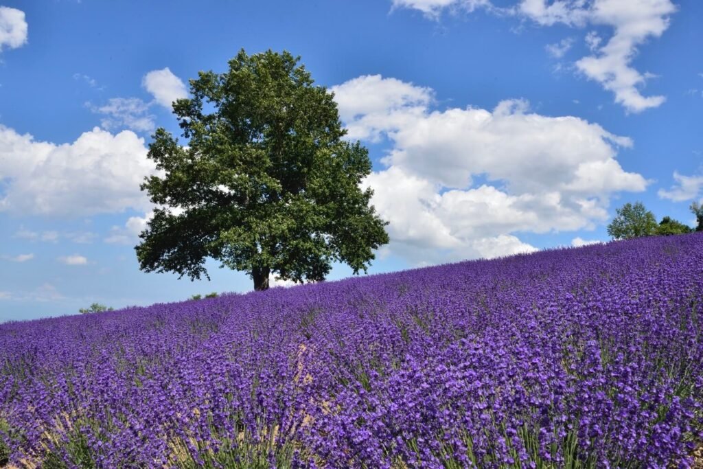 Horomitoge Lavender Garden Hokkaido