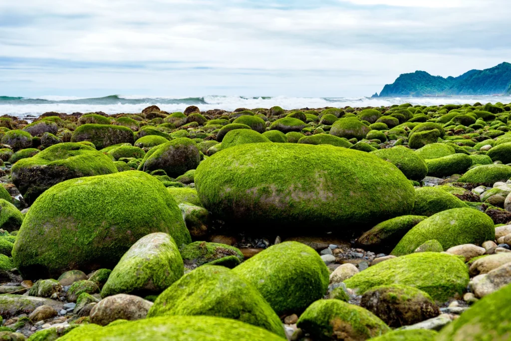 Green Coast (Midori no Kaigan)