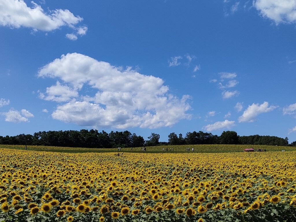 Sunflower Village (Himawari no Sato)