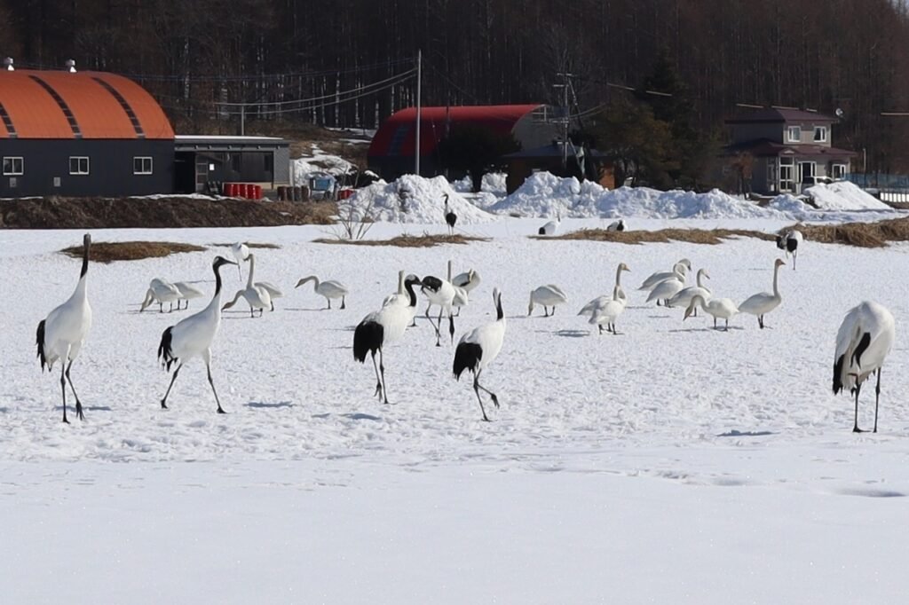 Tsurumidai (Red-crowned Crane Spotting)