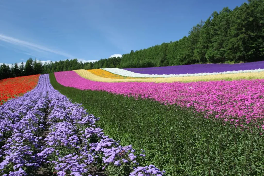 Farm Tomita