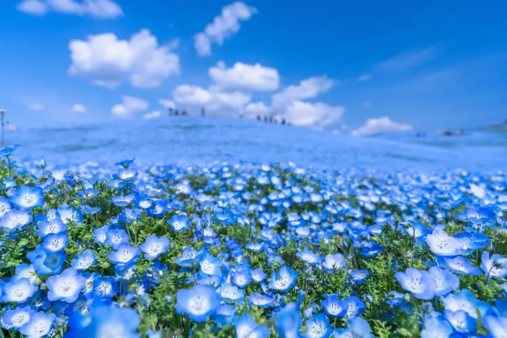 Hitachi Seaside Park