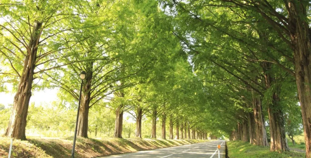 Wawona Tree Tunnel