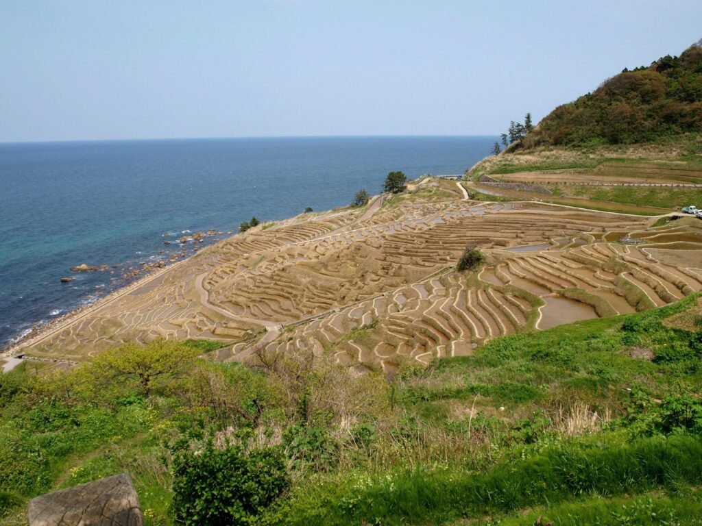 Shiroyone Senmaida