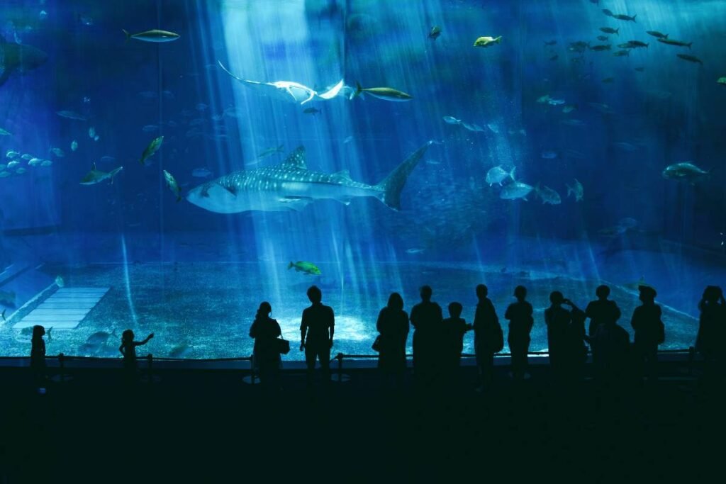 Okinawa Itinerary (2026): The Perfect 6-Day Island Adventure — Beaches, Blue Caves & Hidden Ryukyu Magic 13 Famous Churaumi Aquarium in Okinawa
