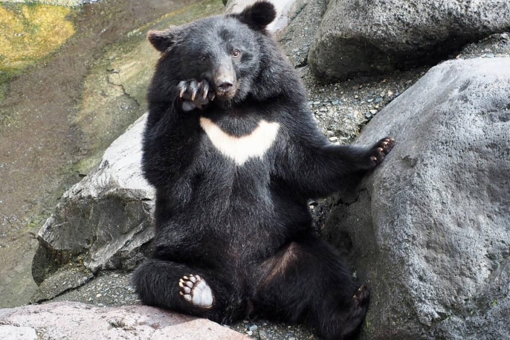 What to Do in Takayama (2026): 14 Best Sights, Foods & Hidden Gems in the Japanese Alps 11 Okuhida Bear Park