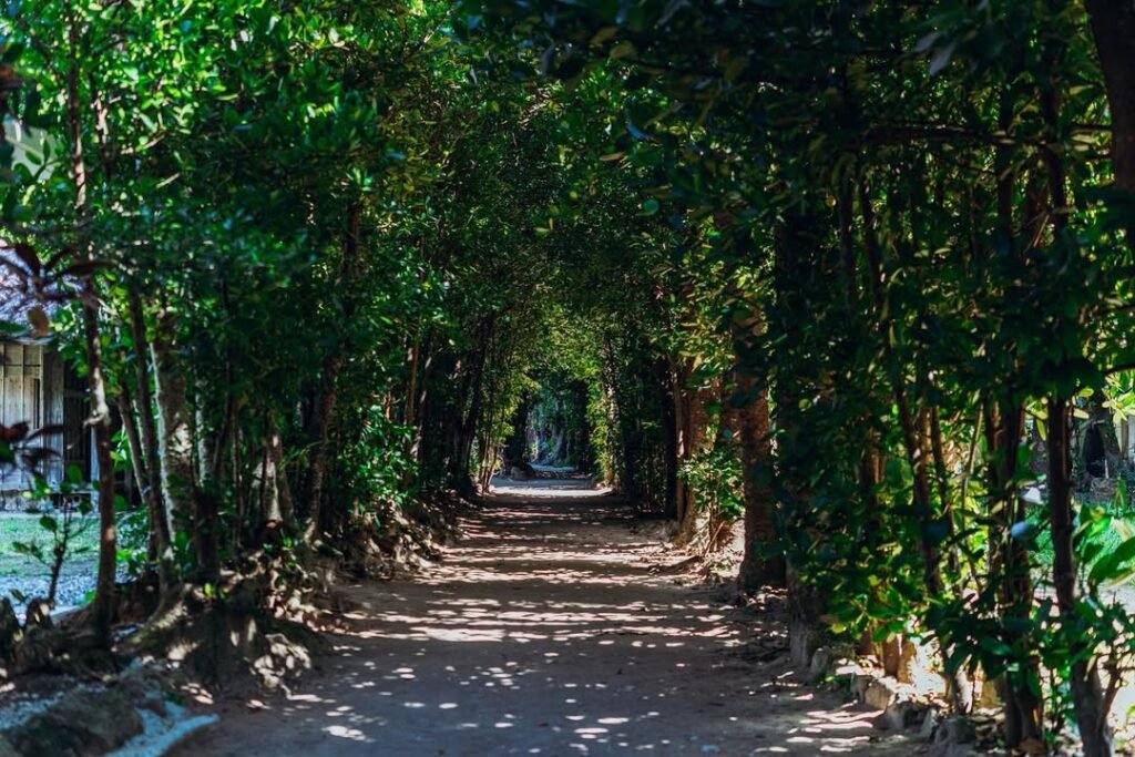 Okinawa Itinerary (2026): The Perfect 6-Day Island Adventure — Beaches, Blue Caves & Hidden Ryukyu Magic 19 Bise-Fukugi Tree Road Okinawa