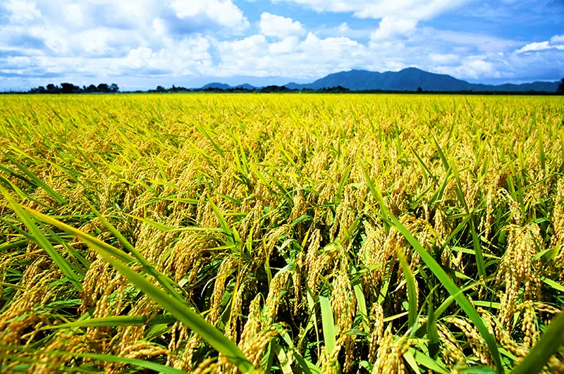 Go Off the Beaten Path (2026): 7 Most Underrated Places In Japan 24 Golden rice fields in Niigata- Most Underrated Places In Japan