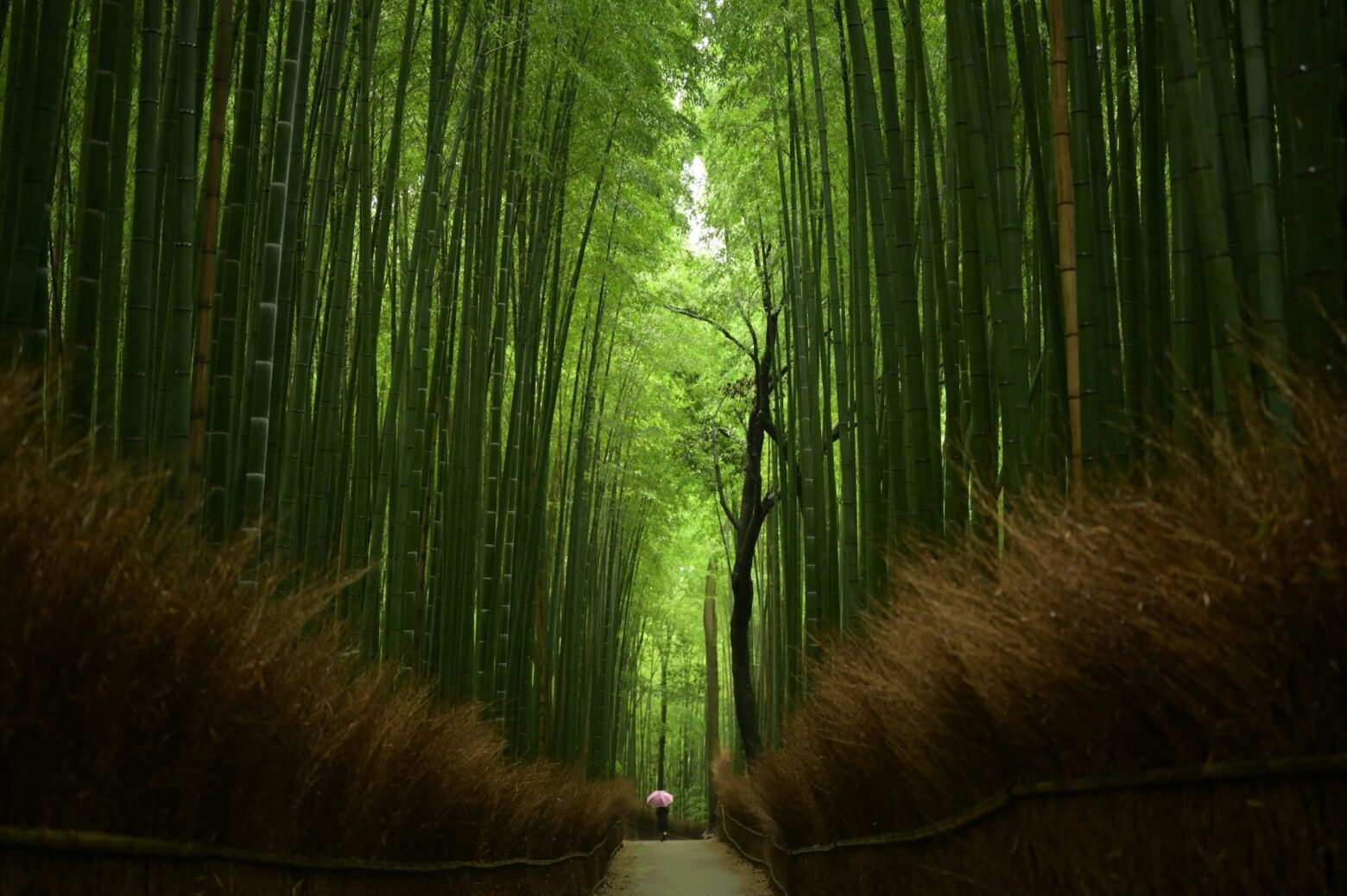 Bamboo Grove Walking Path
