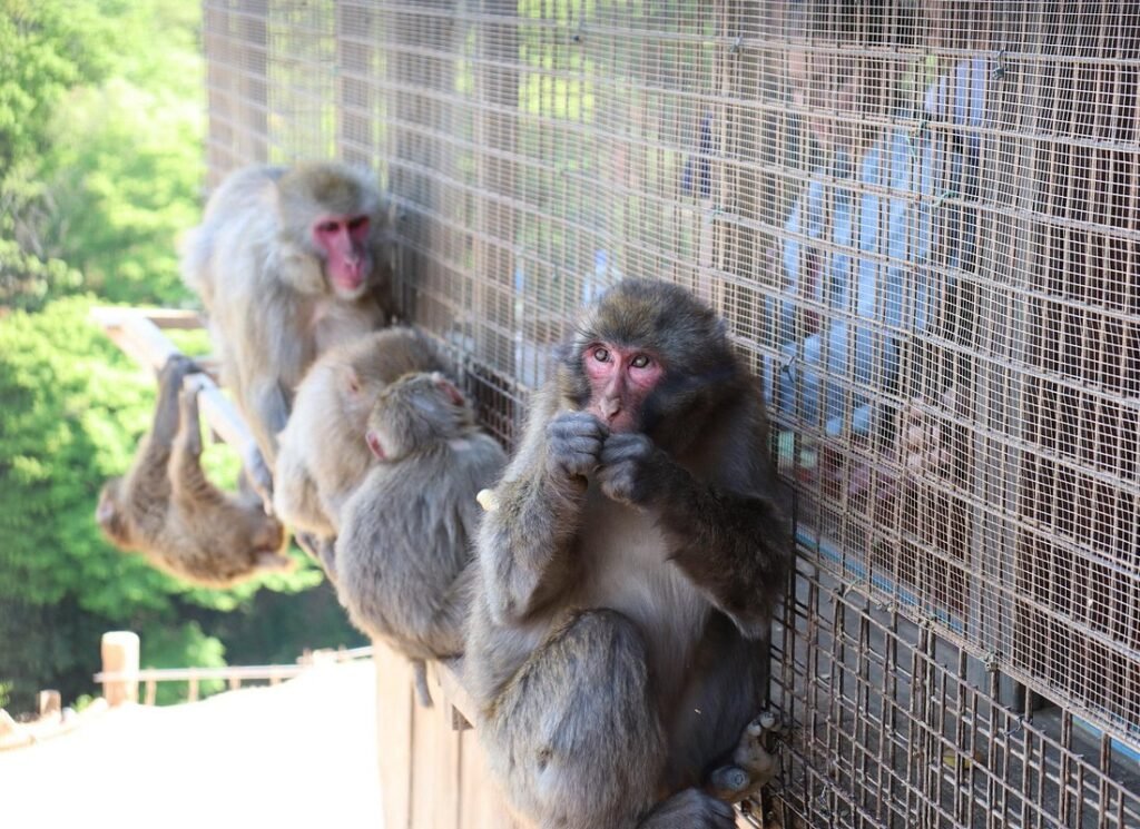 Arashiyama Monkey Park Iwatayama