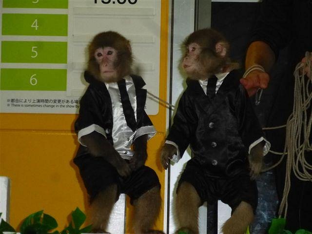 Osaru Land & Ani-Town – Nikko Saru Gundan Theater