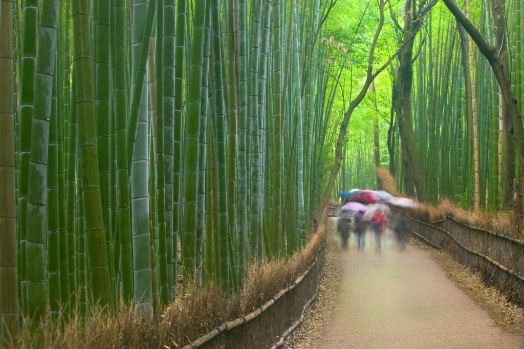 Mind-blowing nature in the Arashiyama district