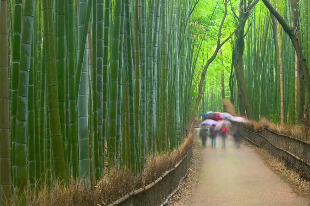 Perfect 3 Days in Kyoto Itinerary (2026): Explore Temples, Gardens, and Hidden Gems 18 getty images YSAAvCY6MI unsplash