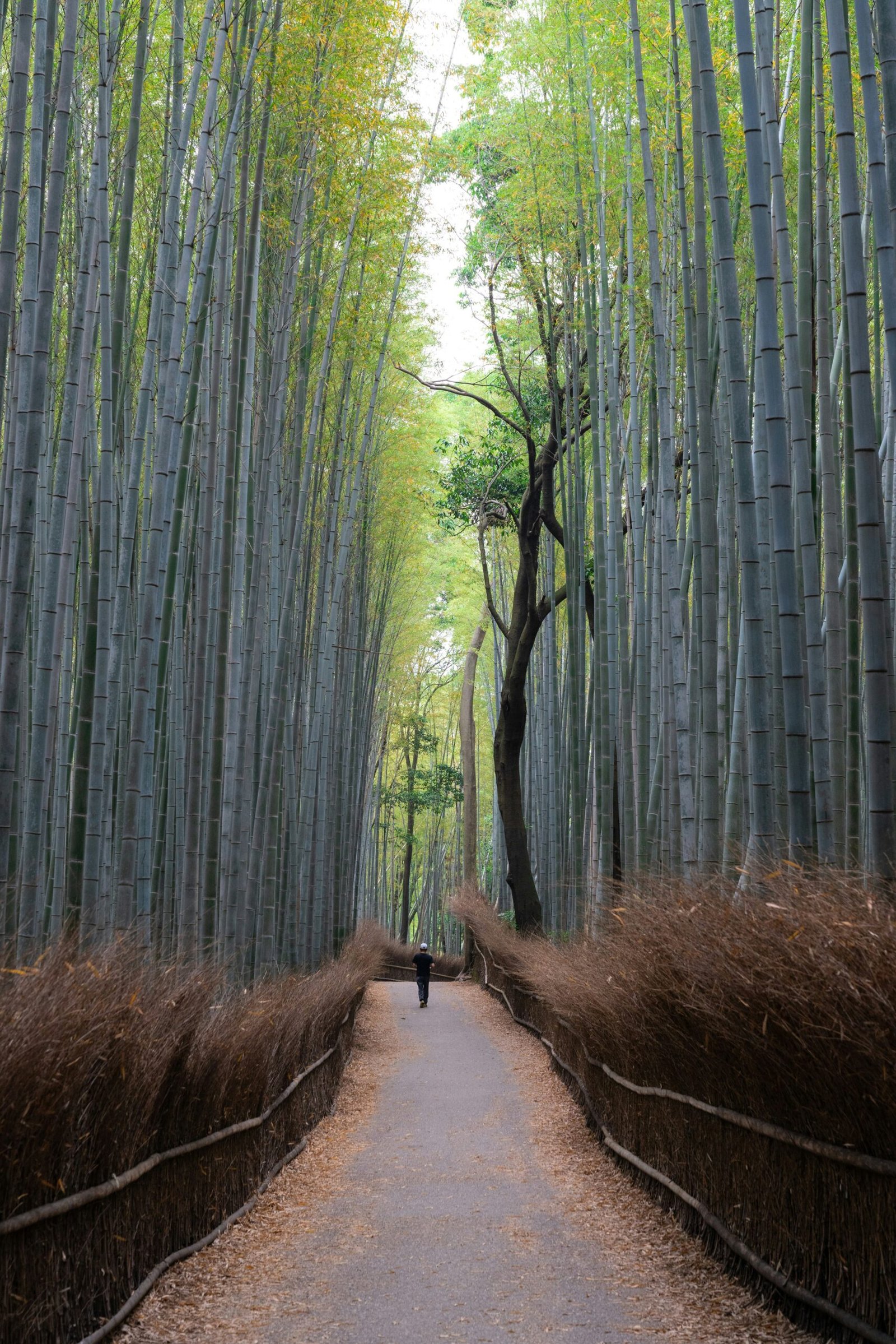Arashiyama Bamboo Forest