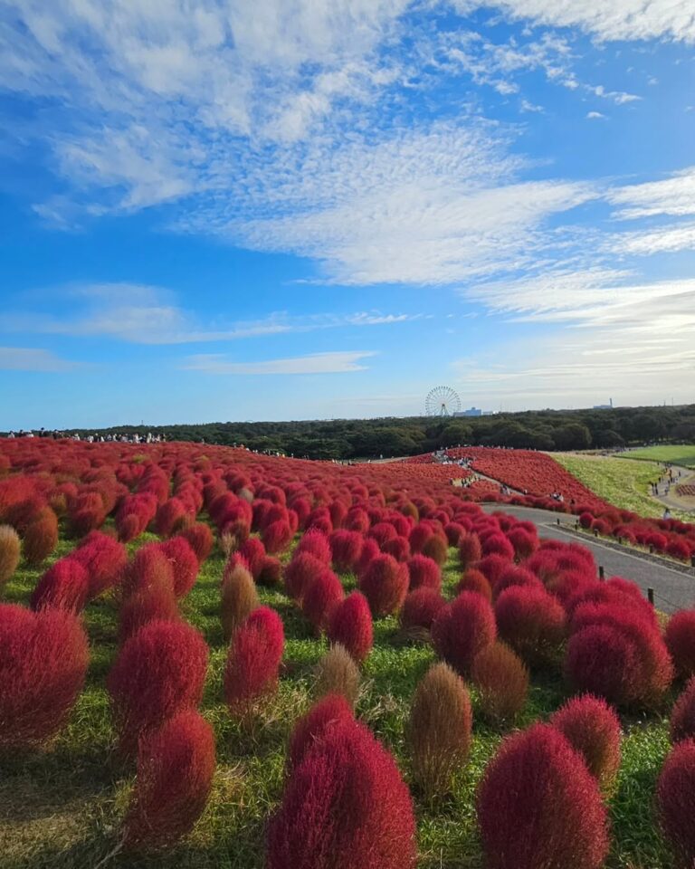 Hitachi Seaside Park