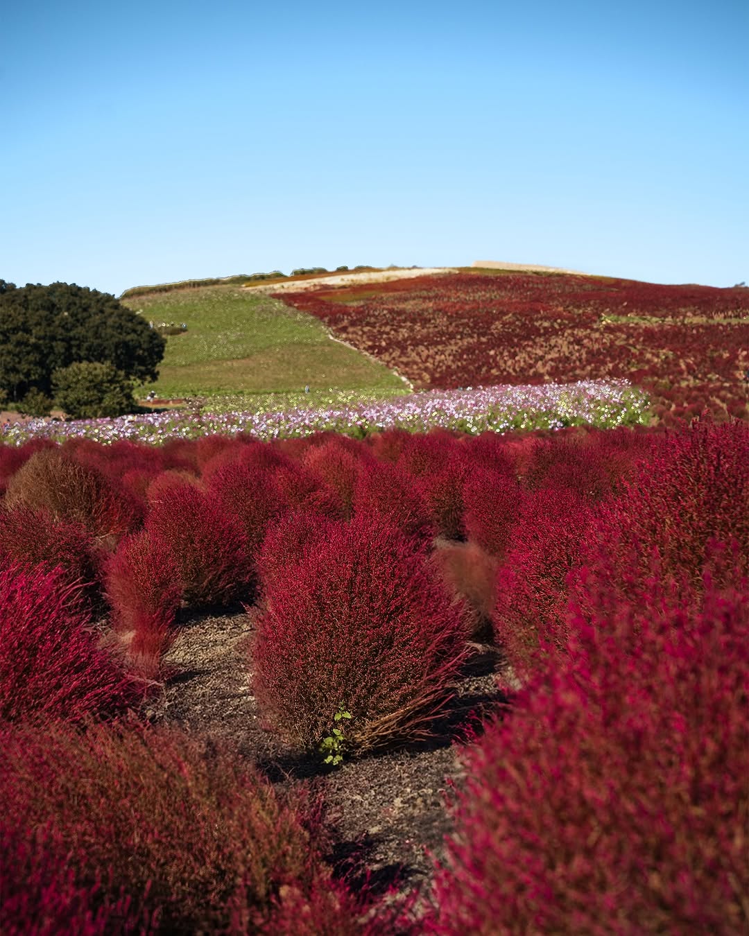 Hitachi Seaside Park