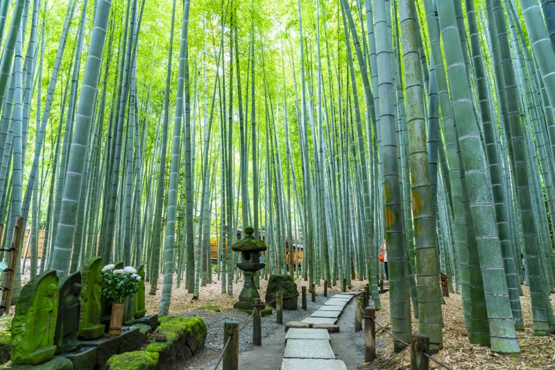 What to Do in Kamakura (2026): Zen Gardens, Sea Breezes, and Hidden Gems 12 Hokokuji (Bamboo Temple) in Kamakura