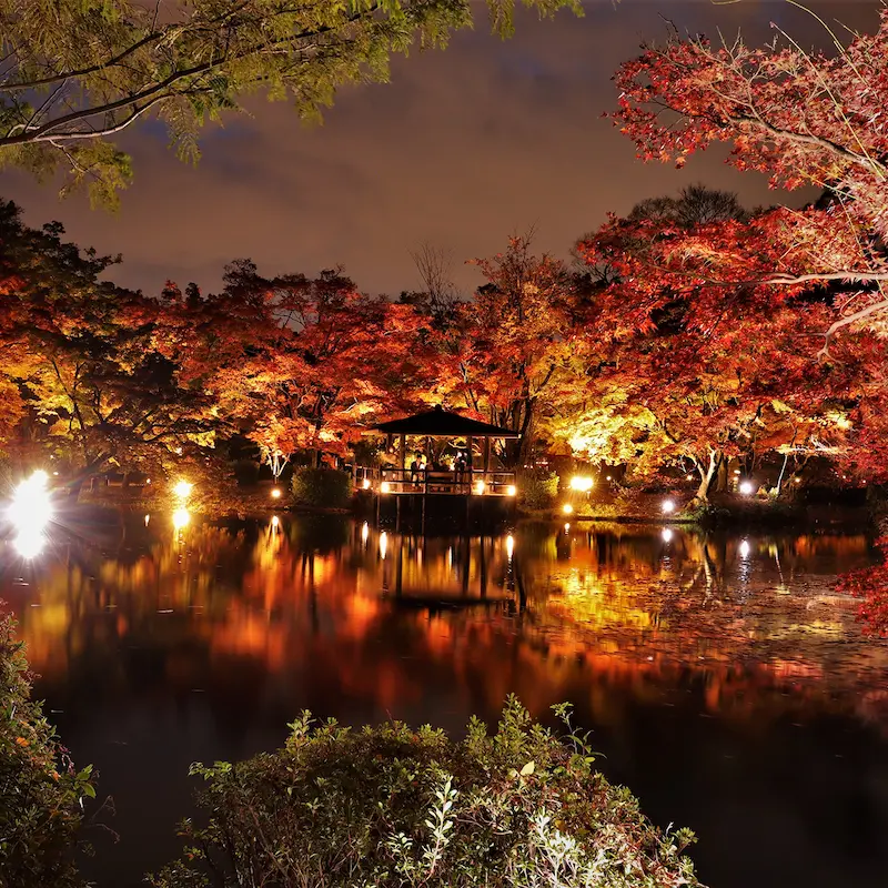 5 Best Kyoto Experiences (2026): From A Tranquil Zen Tour To An Atmospheric Walking Tour At Night 11 Kyoto Botanical Garden (Light Cycles)