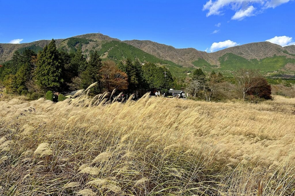 What To Do In Hakone (2026): Best Activities, Onsen Spots & The Best Views 11 Pampas grasses in autumn