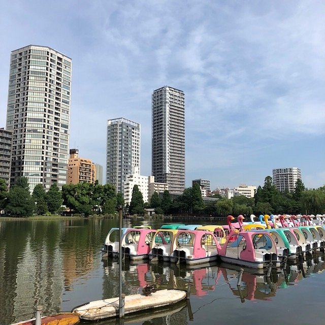 Perfect 9 Days in Tokyo Itinerary (2026): Ultimate Plan for Sightseeing, Shopping, and Street Food 14 Shinobazu Pond