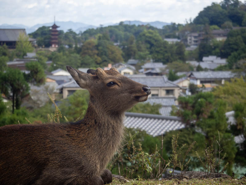 Momijidani Park