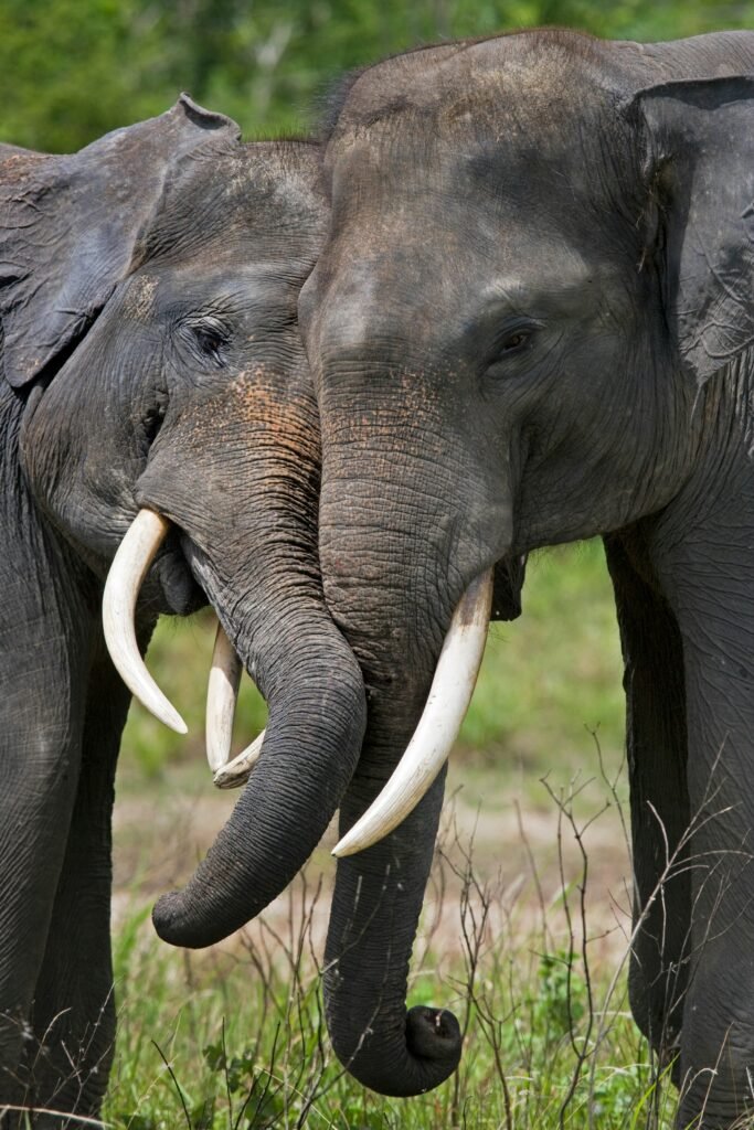 Romantic Things to Do in Kyoto in 2026: 25 Dreamy Date Ideas (Hidden Gems + Classics) 17 Elephants in Kyoto City Zoo