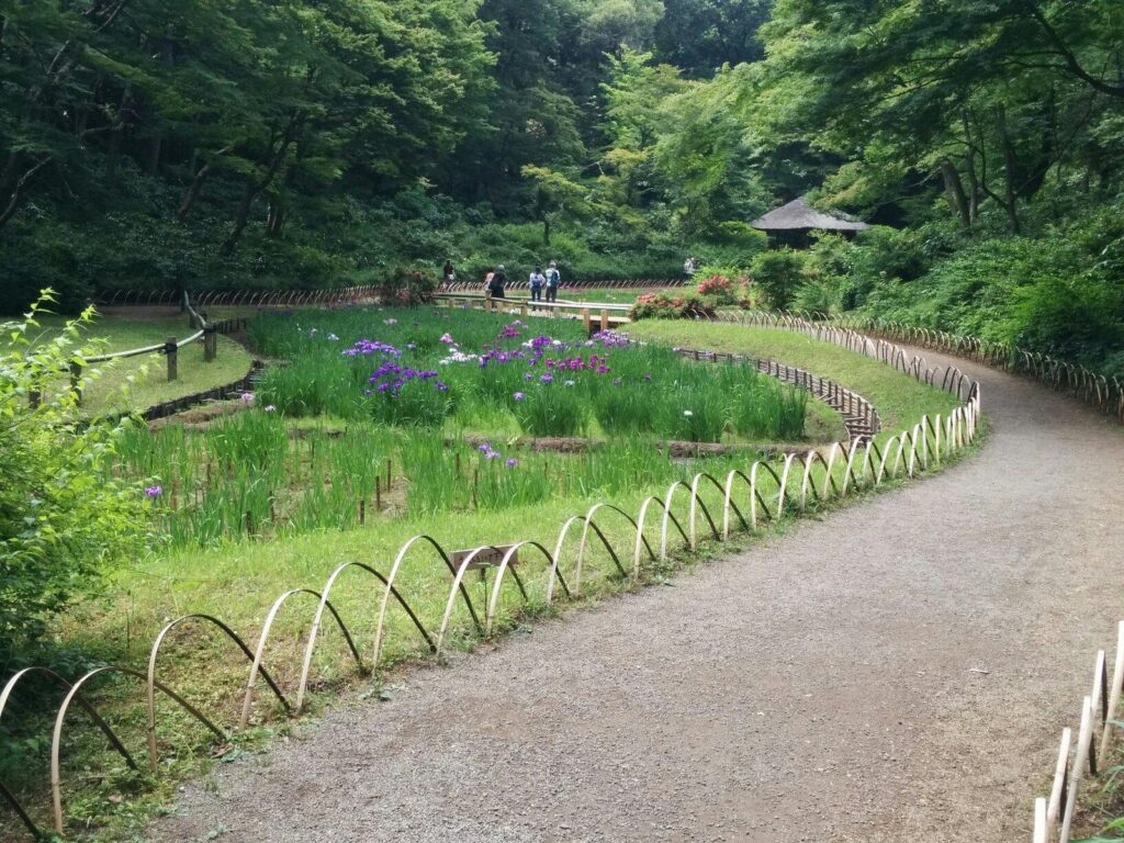 Perfect 9 Days in Tokyo Itinerary (2026): Ultimate Plan for Sightseeing, Shopping, and Street Food 13 YOYOGI PARK