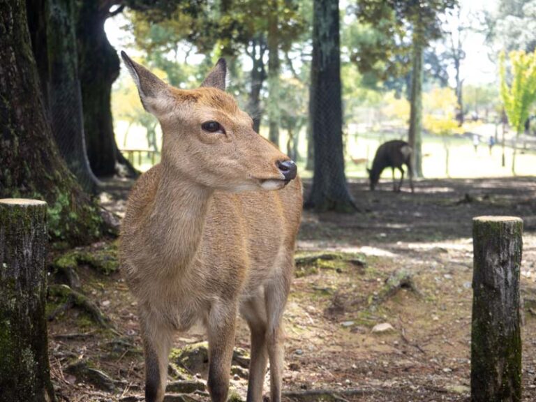 1 Day Nara Itinerary