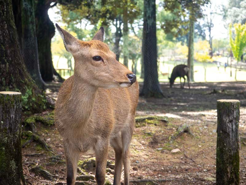 Perfect 1 Day Nara Itinerary (2026): Temples, Nature and Food 10 Nara Park