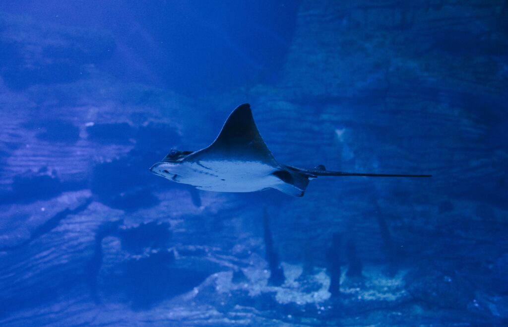 Osaka Aquarium Kaiyukan
