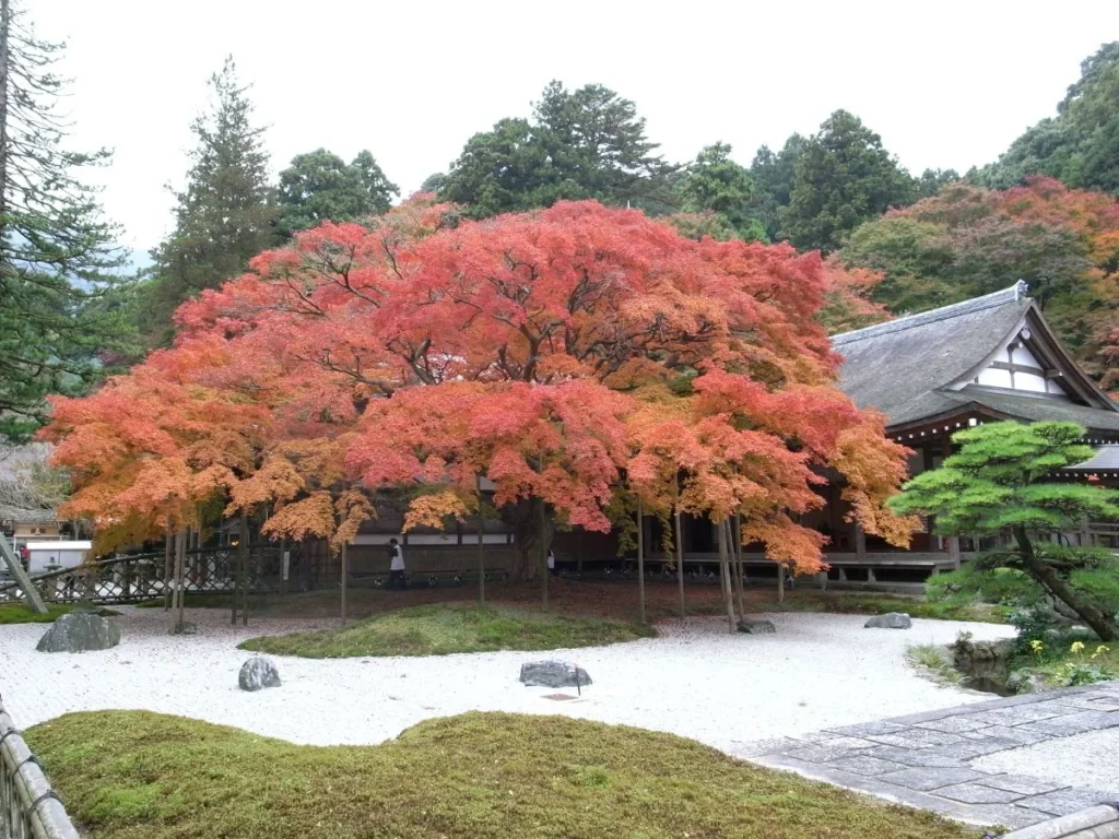 Best Things To Do In Itoshima (2026): 1 Day Itinerary, Food & Sightseeing 19 Fiery foliage at Raizan Sennyoji Daihioin Temple