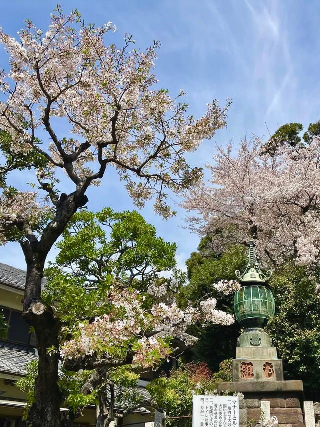 Cherry Blossom Tokyo 2026: 24 Best Viewing Spots 24 Cherry blossom Tokyo