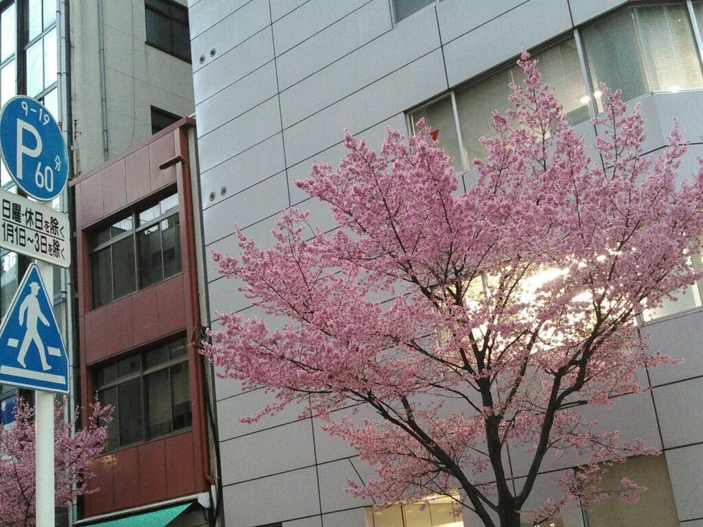 Cherry Blossom Tokyo 2026: 24 Best Viewing Spots 13 Cherry blossom Tokyo