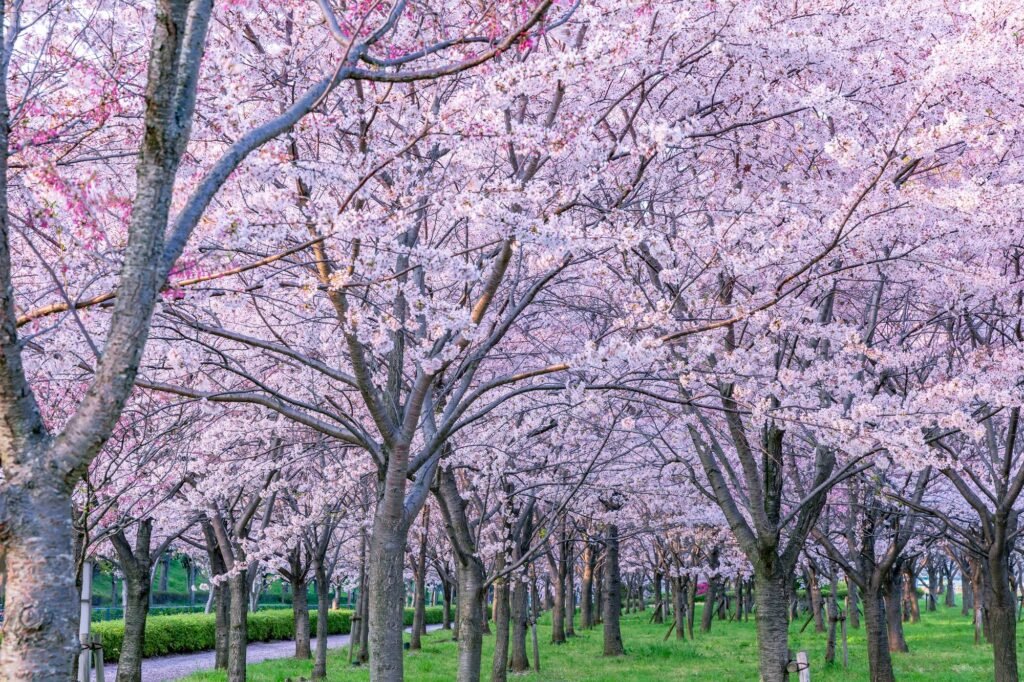 Cherry Blossom Tokyo 2026: 24 Best Viewing Spots 20 Cherry blossom Tokyo