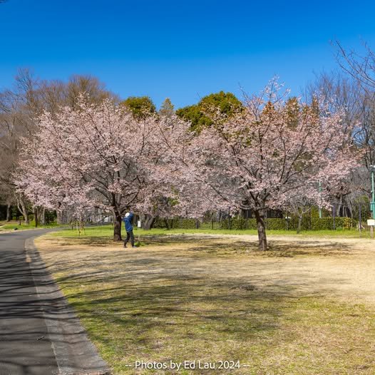 Cherry Blossom Tokyo 2026: 24 Best Viewing Spots 29 Cherry blossom Tokyo