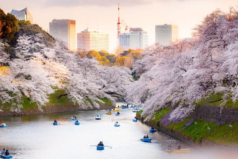 Cherry blossom Tokyo