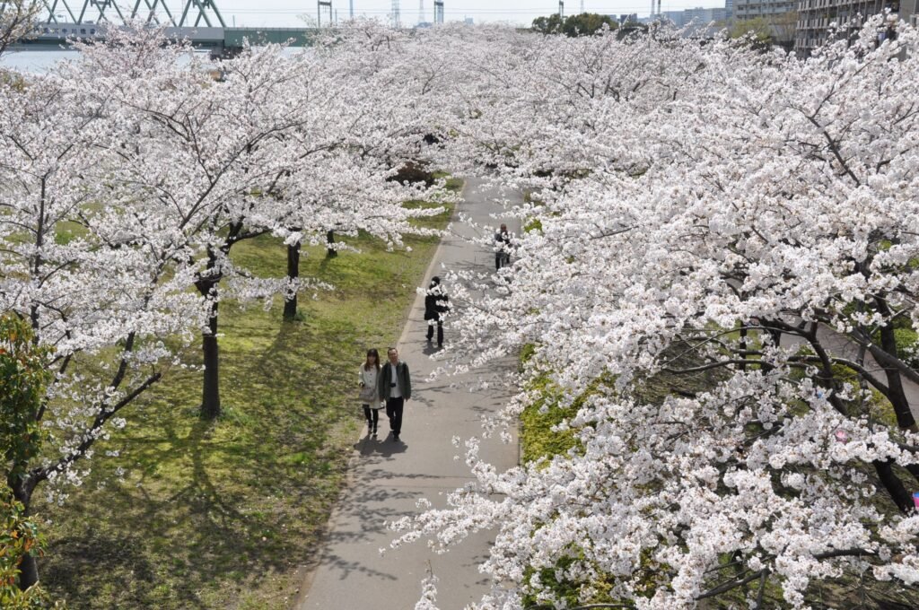Cherry Blossom Tokyo 2026: 24 Best Viewing Spots 28 Cherry blossom Tokyo