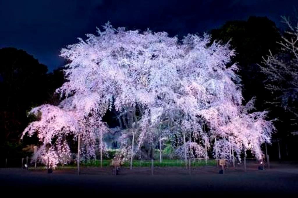 Cherry Blossom Tokyo 2026: 24 Best Viewing Spots 16 Cherry blossom Tokyo