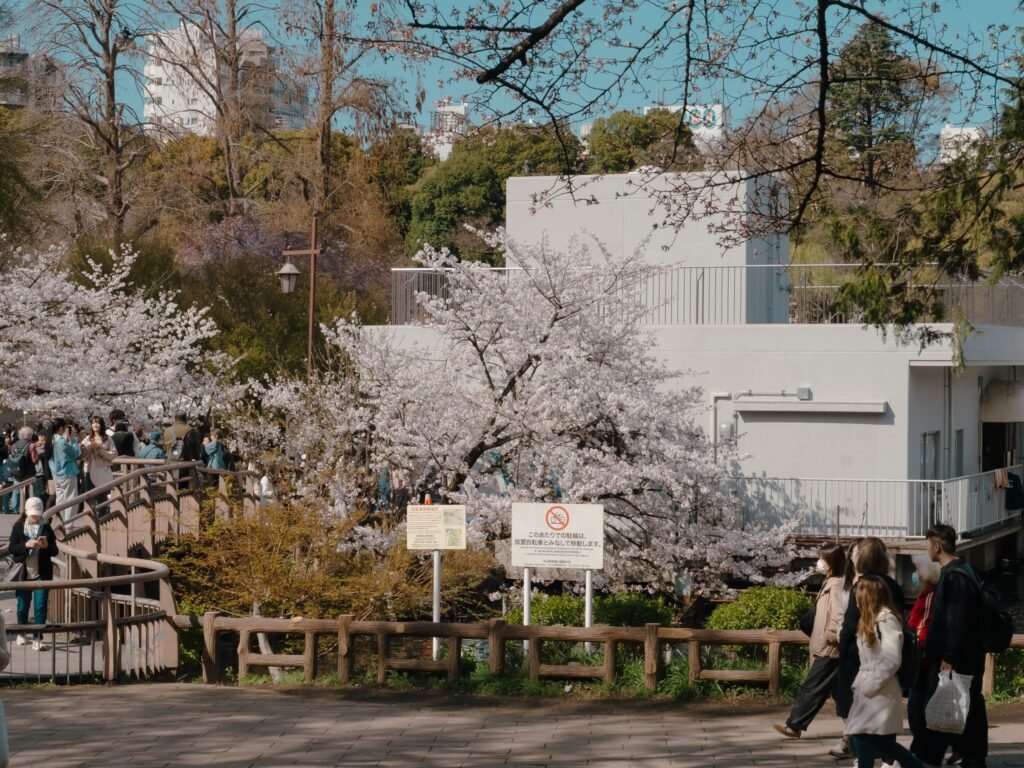 Cherry Blossom Tokyo 2026: 24 Best Viewing Spots 26 Cherry blossom Tokyo Inokashira Park